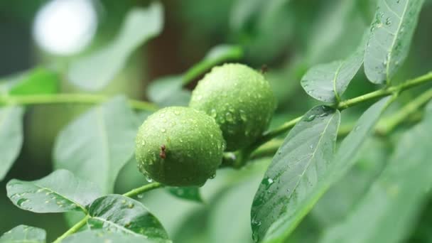 Zöld Dió Gyümölcs Egy Faágon Egy Esős Napon Diófélék Esőcseppjei — Stock videók