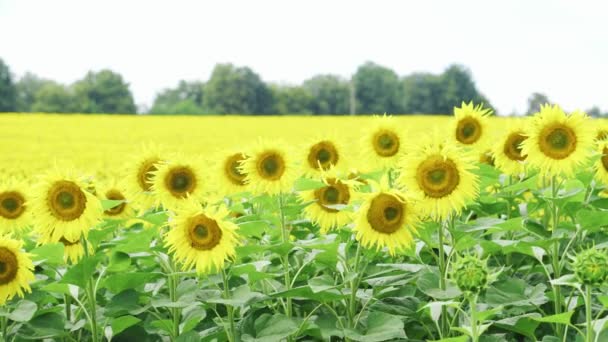 Bloeiende Plantage Van Gouden Zonnebloemen Eindeloos Veld Van Gele Zaad — Stockvideo