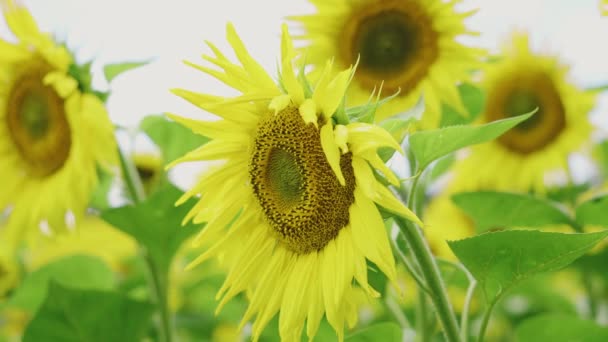 Head Golden Sunflowers Blooming Field Sunny Day — Stock video