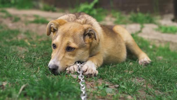 庭の草の上には 襟と鎖を持った悲しい番犬が横たわっている — ストック動画