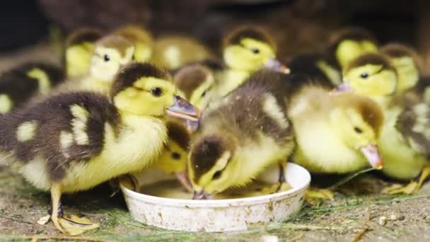 Newborn Yellow Ducks Group Eat Grain Water Farm Close — ストック動画