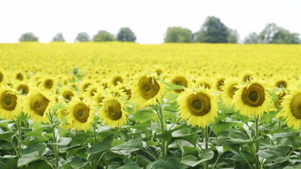 Blossoming Plantation Golden Sunflowers Endless Field Yellow Seed Flowers — Vídeo de stock