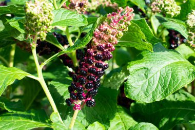 Phytolacca asinosa Roxb. Ya da Kızılderili dürtmesi. Doğal yakın çekim fotoğrafı..