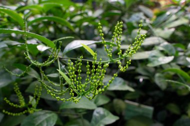 Kloranthus spicatus Thunb Makino, yapraklar ve çiçekler. Doğal yakın çekim fotoğrafı..