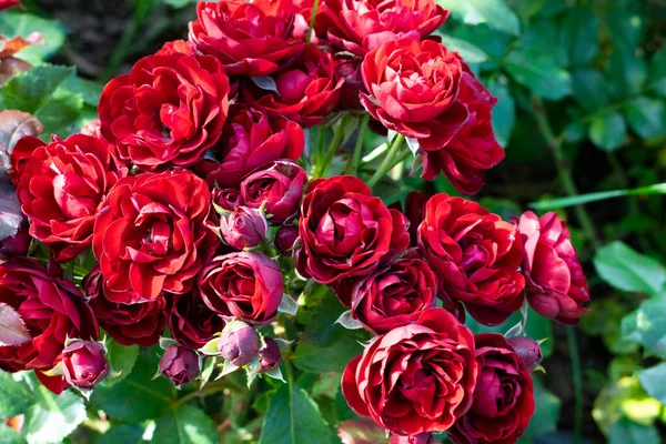 Ciemnoczerwona róża Lavaglut kwitnie w ogrodzie. Piękne kwiaty ze słońcem. — Zdjęcie stockowe