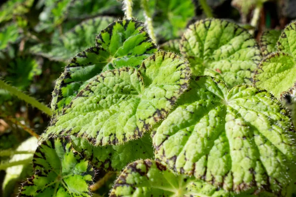 Planta Begonia verde brillante en Jardín Botánico. Fotografía natural de cerca. — Foto de Stock