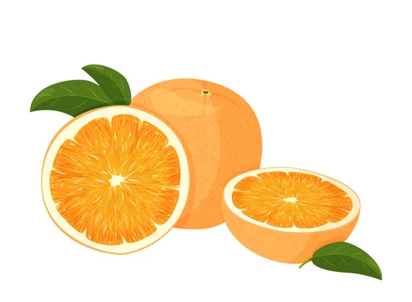 Πορτοκαλί ολόκληρο και φέτα πορτοκάλια με πράσινα φύλλα. Εικονογράφηση διανύσματος των πορτοκαλιών που απομονώνονται σε λευκό φόντο. — Διανυσματικό Αρχείο