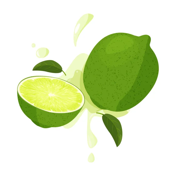 Whole lime and sliced lime with juicy splashes. Realistic vector illustration. Isolated on white background. — Stock Vector