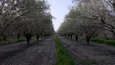 Badem ağaçlarının hava manzarası.