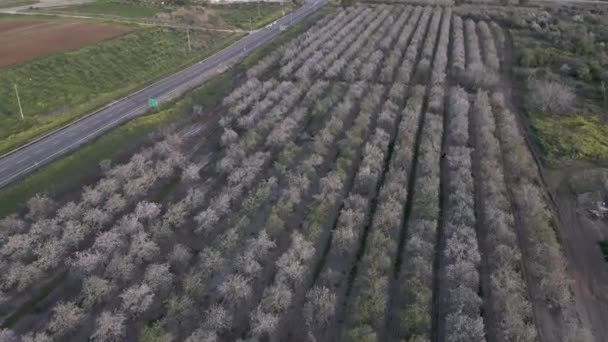 Aerial view of the almond blossoms trees — Stock video