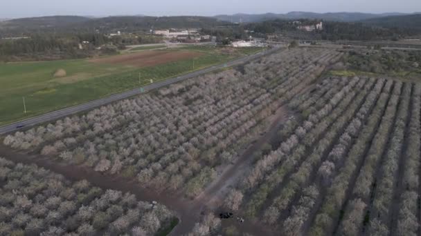 Letecký pohled na mandlové květy stromů — Stock video