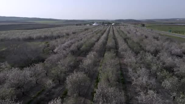 Aerial view of the almond blossoms trees — Stok Video