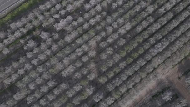 Vista aérea das árvores de flores de amêndoa — Vídeo de Stock