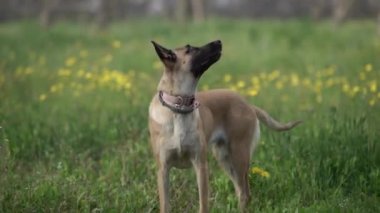 A dog happily jumps in the forest. High quality FullHD footage