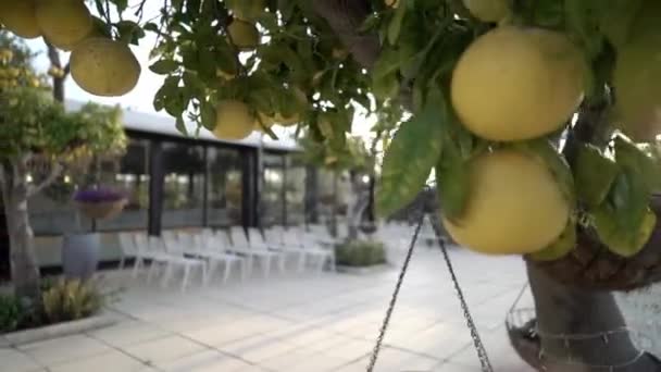 Grapefruits Trees Wedding Hall High Quality Fullhd Footage — Vídeo de stock