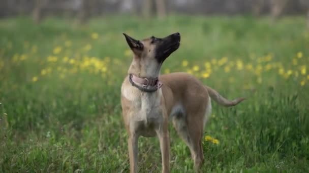Dog Happily Jumps Forest High Quality Fullhd Footage — Video Stock