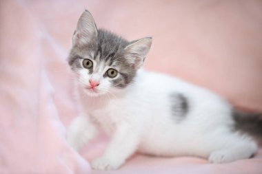 İki aylık sevimli, gri çizgili, beyaz bir kedi yavrusunun, kameraya merakla bakan pembe bir portresi.