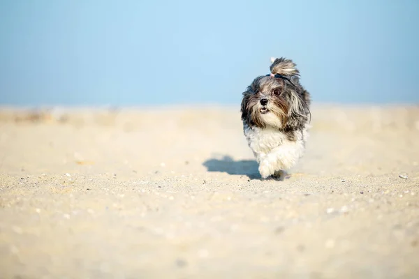 Uroczy Szczęśliwy Czarno Biały Pies Bichon Havanese Biegający Plaży Słoneczny — Zdjęcie stockowe