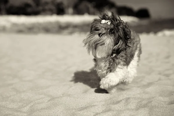 Niedliche Bichon Havaneser Hund Mit Schleife Haarschleife Läuft Glücklich Strand — Stockfoto