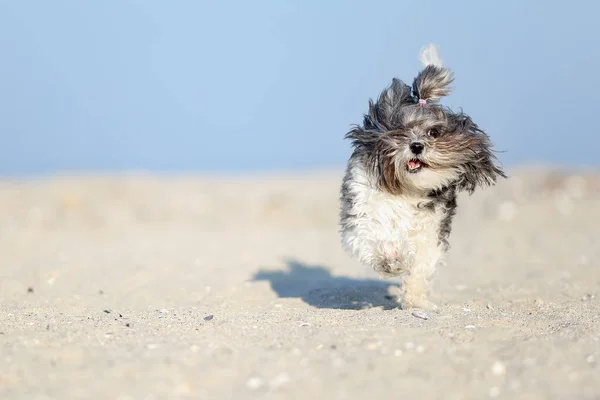Uroczy Szczęśliwy Czarno Biały Pies Bichon Havanese Biegający Plaży Słoneczny — Zdjęcie stockowe