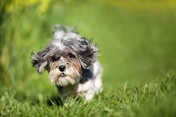 Yeşil Bir Çayırda Uçan Kulaklı Şirin Komik Bichon Havan Köpeğine — Stok fotoğraf