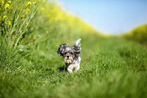 Cute Happy Bichon Havanese Dog Flying Ears Running Rapeseed Field — Stock Photo, Image