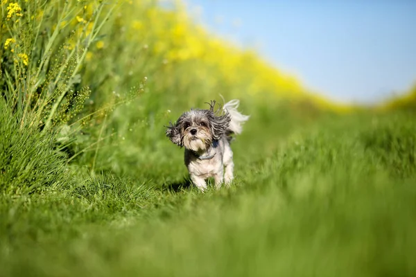 Şirin Bichon Havan Köpeği Güneşli Bir Günde Kolza Tohumu Tarlasında — Stok fotoğraf