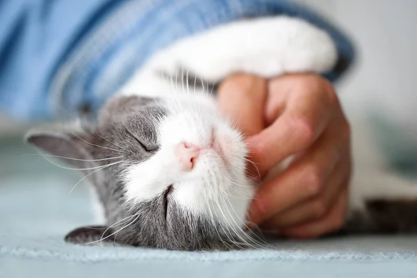 Primer Plano Hermoso Gato Con Los Ojos Cerrados Disfrutando Acurrucándose —  Fotos de Stock