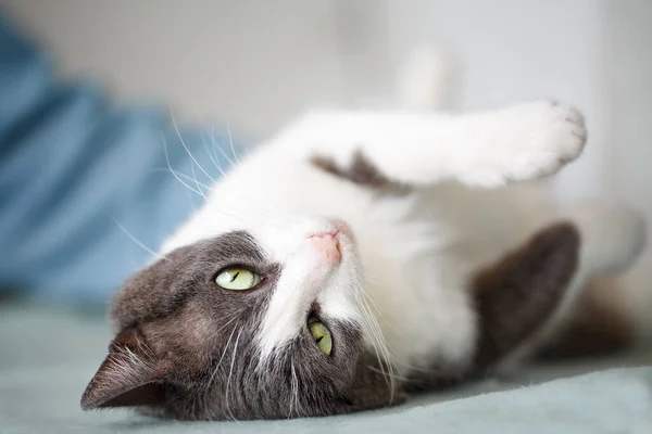 Acercamiento Hermoso Gato Blanco Gris Disfrutando Acurrucándose Con Humano —  Fotos de Stock
