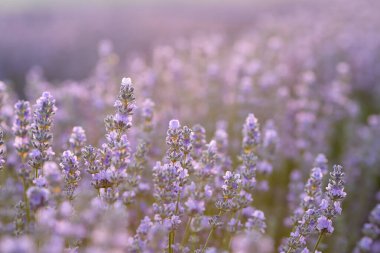 Gün batımına karşı açan lavanta çiçeklerini kapatın. Güzel mor yeşil arka plan, çok sığ alan derinliği ve güneş sisi var.