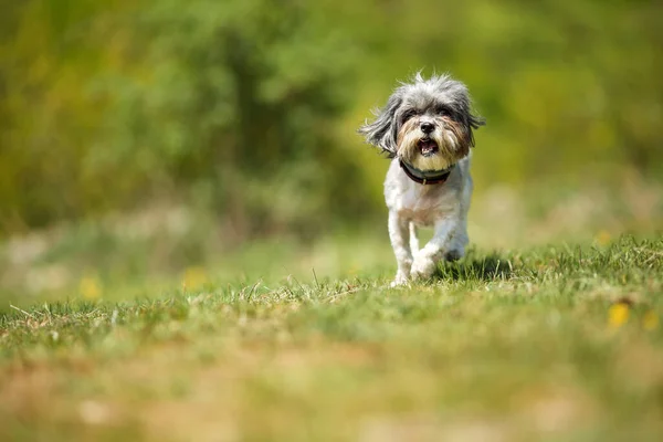 Adorable Happy Bichon Havanese Dog Running Green Meadow Blurred Beautiful — Stock Photo, Image