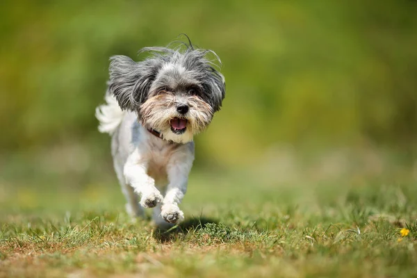 Adorable Perro Feliz Bichon Havanese Corriendo Prado Verde Sobre Fondo —  Fotos de Stock