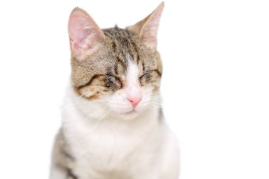 Kör, kahverengi ve beyaz tekir bir kedinin portresi şiddetli bir Kedi Herpes Virüsü enfeksiyonu yüzünden gözlerini kaybetti. Beyazda izole edilmiş. Veterinerlik kavramı