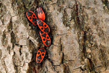 En son bir ağaç gövdesinde beş siyah ve kırmızı Ateşböceği (Pyrrhocoris apterus), dört yetişkin ve bir periye aşırı yakın çekim