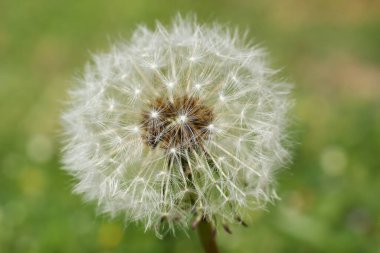Bir karahindiba tohumunun başıyla doğal yeşil bulanık arkaplanı birbirine çok yakın..