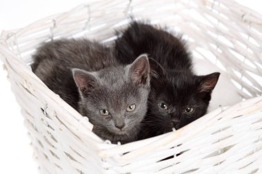Beyaz bir sepetin içinde birbirine sokulmuş iki sevimli ve korkmuş kedi yavrusu. Gri ve siyah kedi kardeşler..