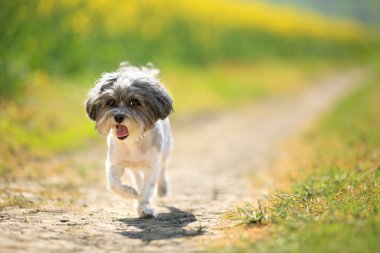 Tatlı Bichon Havanili yaz traşlı bir köpek. Bulanık tecavüz çiçekleri arasında koşuyor. Güneşli bir günde.