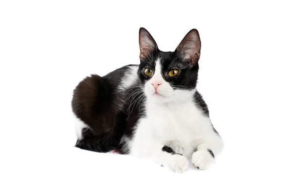 Adorable Month Old Black White Cat Beautiful Multicolored Eyes Lying — Stock Photo, Image