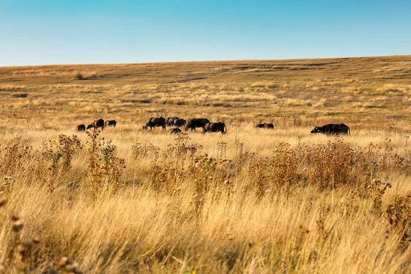 Beautiful Summer Rural Landscape Golden Reaped Fields Herd Buffalos Clear — Stock Photo, Image