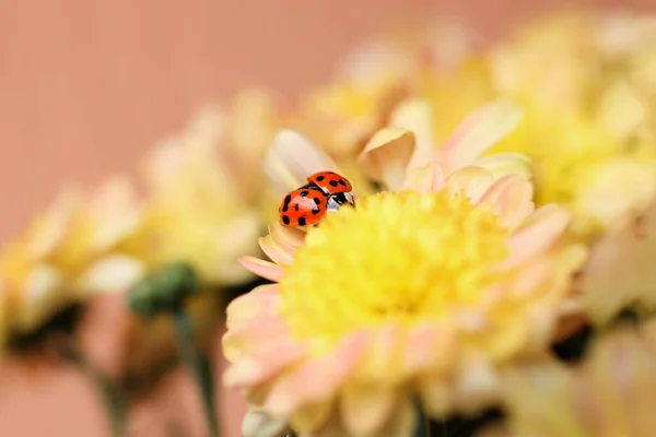 Mariquita Roja Extendiendo Sus Alas Sobre Una Flor Crisantemo Amarillo — Foto de Stock