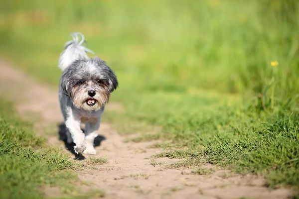 Adorable Perro Bichon Havanese Corriendo Camino Entre Prado Verde Hierba —  Fotos de Stock
