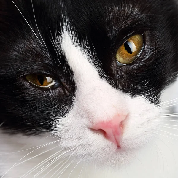 Κοντινό Πορτρέτο Μιας Αξιολάτρευτης Ασπρόμαυρης Γάτας Όμορφα Ελαφρώς Κατεστραμένα Σκούρα — Φωτογραφία Αρχείου
