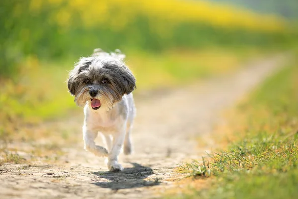 Tatlı Bichon Havanili Yaz Traşlı Bir Köpek Bulanık Tecavüz Çiçekleri — Stok fotoğraf