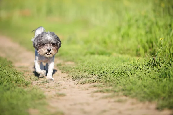 Bedårande Bichon Havanese Hund Kör Väg Mellan Vackra Gröna Gräs — Stockfoto