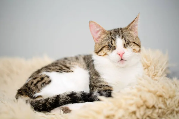 Retrato Adorable Gato Ciego Blanco Marrón Acostado Sobre Una Alfombra —  Fotos de Stock