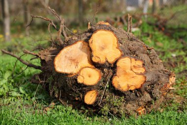 Vahşi bir erik ağacının kütüğüne yakın, taze kesilmiş ve sökülmüş, parlak güneşli bir günde yeşil çimlerin üzerinde uzanan halkalar görünür.