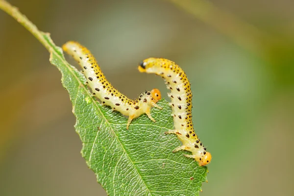 エリスリナ蛾 Agathodes Designalis Guene の2つの遅い星幼虫の極端なクローズアップは バラの茂みの葉に餌を与えます 緑の葉を食べる2本の毛虫のマクロショット — ストック写真