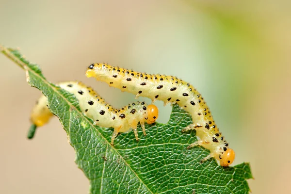 エリスリナ蛾 Agathodes Designalis Guene の2つの遅い星幼虫の極端なクローズアップは バラの茂みの葉に餌を与えます 緑の葉を食べる2本の毛虫のマクロショット — ストック写真