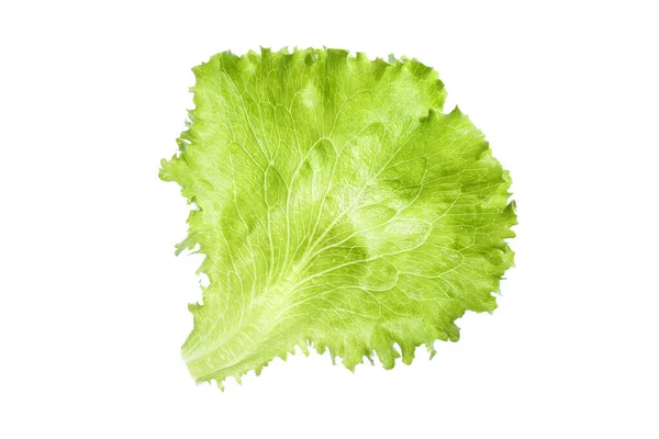 Nahaufnahme Eines Blattes Frischer Grüner Biologischer Lockensalat Lactuca Sativa Isoliert — Stockfoto