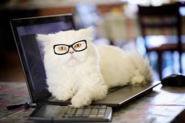 Adorable creamy white persian cat with yellow eyes, wearing dioptric glasses, lying over laptop with a paw on a calculator, looking tired from work. Home office
